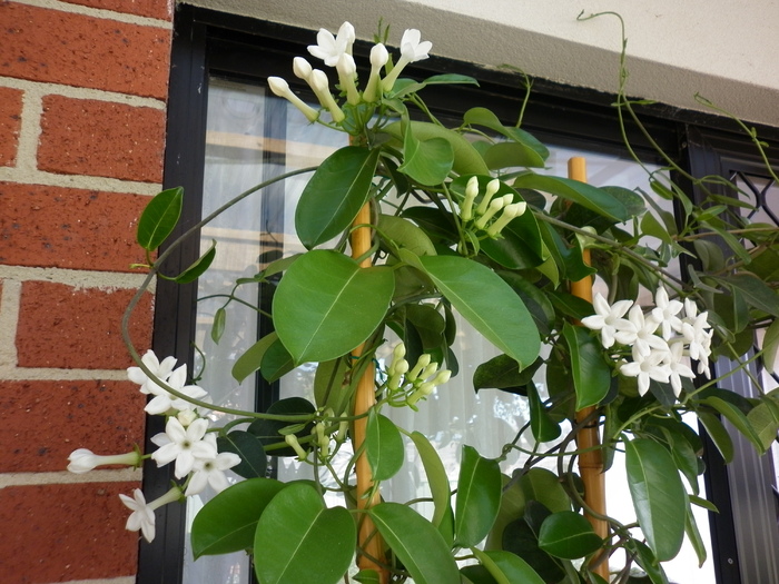 2.01.11 - Stephanotis floribunda