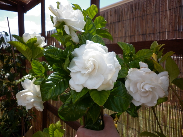 gardenia 2.01.11 - Diverse