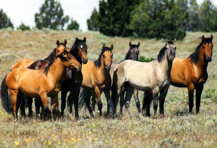 horses-wild - poze caii