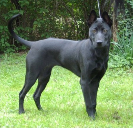 thairidgeback_aainageishofer - 5 RASE CANINE