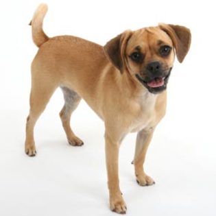 puggle - 5 RASE CANINE