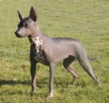 Xoloitzcuintli - 5 RASE CANINE