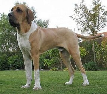 fila brasileiro - 5 RASE CANINE