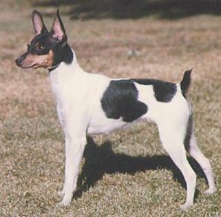 Toy Fox Terrier - 5 RASE CANINE