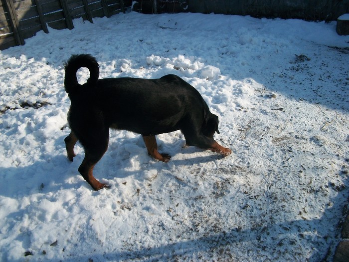 100_0815 - Rottweiler 10 LUNI-REGINA