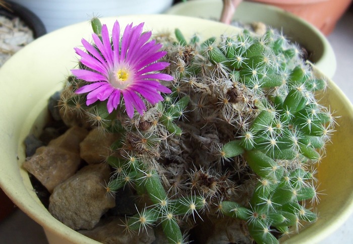 Trichodiadema densum - 07.2010; Colectie tzep
