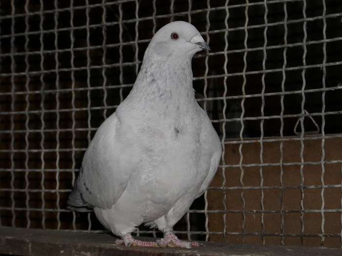  - FEMELE 2010