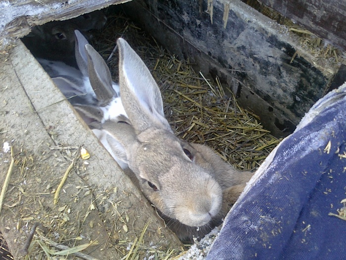 Picture 187 - iepuri comuni pui