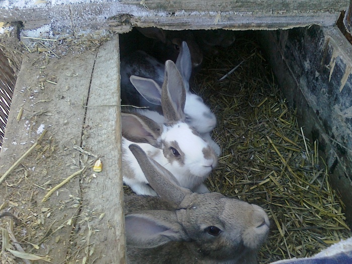 Picture 188 - iepuri comuni pui