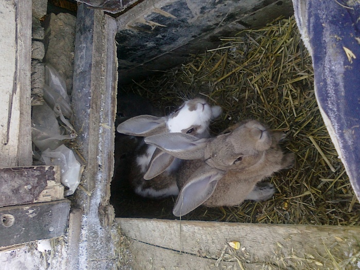 Picture 189 - iepuri comuni pui