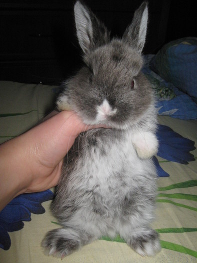 stiu sa stau in 2 labute