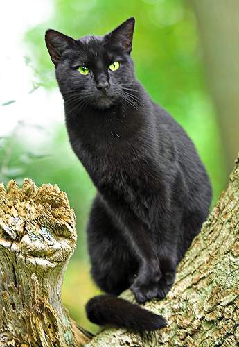 Pisica neagra(BunearySHYNY) - Club animalute