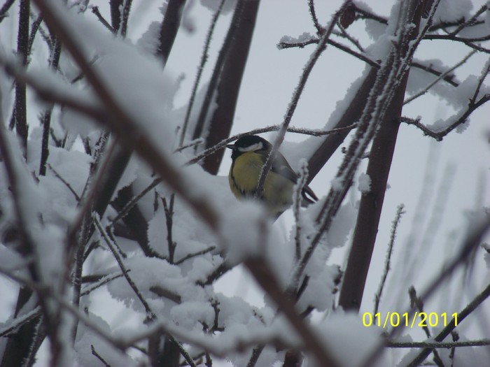 100_6670 - Iarna 2010  2011