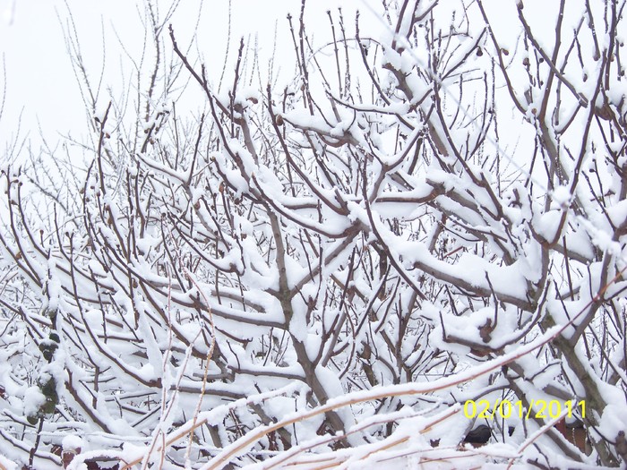 100_6711 - Iarna 2010  2011