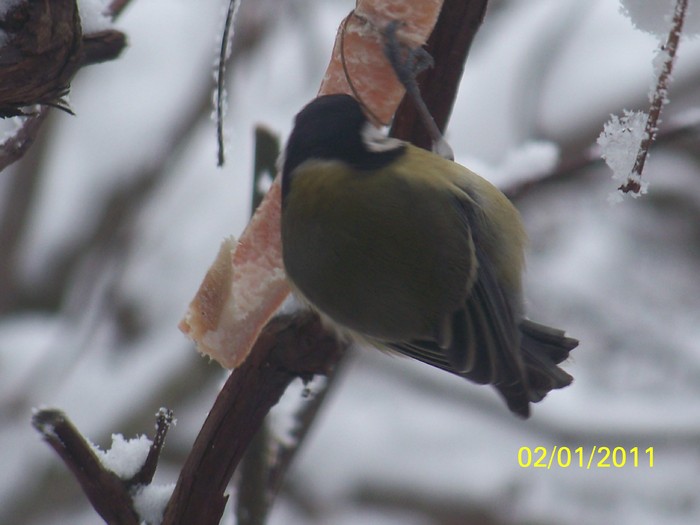 100_6719 - Iarna 2010  2011