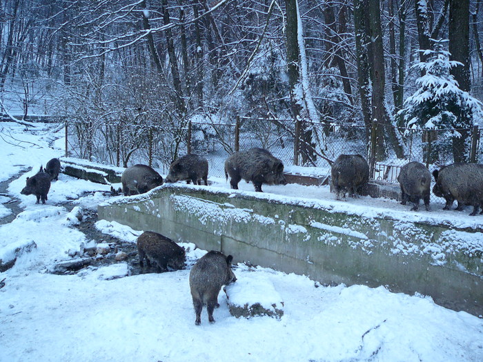 P1230804 - 26 dec 2010 - 2 ian 2011 Vacanta Brasov