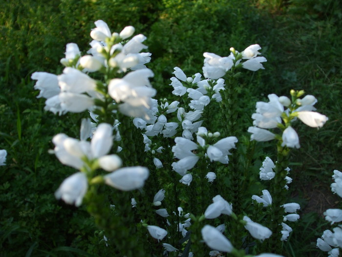 DSCF7737 - gradina mea