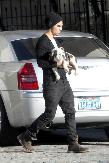 Joe+Jonas+carries+new+English+bulldog+puppy+dakZW2_e2DBl - Joe Jonas and His New Puppy on a Walk