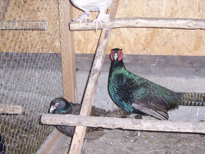 fazani tenebrosa; fazani tenebrossa
