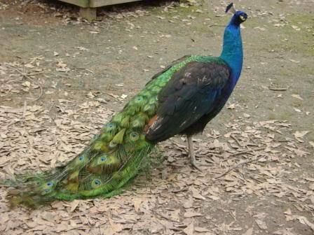 peacock1a-1