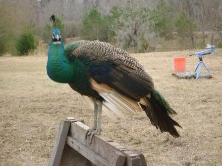 peacock2b