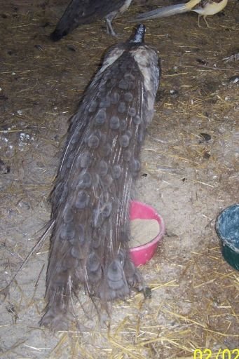 cameoblackshoulderpeacock - PAUNI JAVA