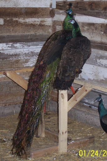 javapeacockandpeahen