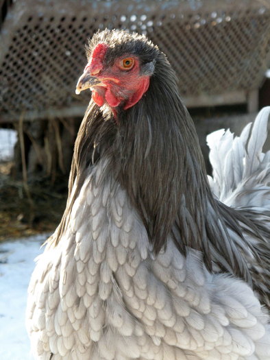 b b male 2010 - Brahma Albastru