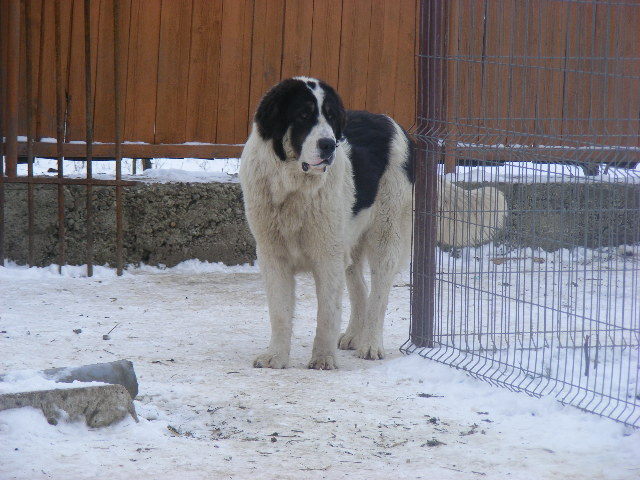 dscf1571mt3[1] - Ciobanesti de Bucovina