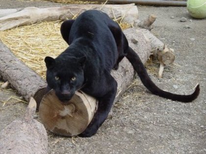 pantera neagra(themisspokemon) - Club animalute
