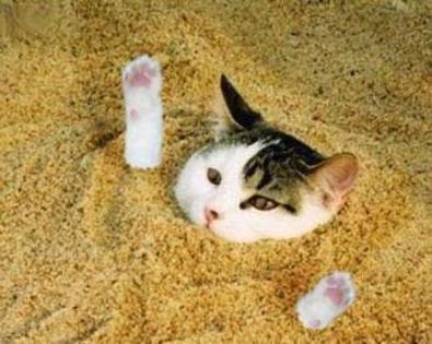 imagini-pisici-nisip-poze-amuzante - poze miscatoare
