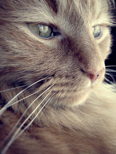 82c6535ff6530be76adc5ae8a3cca099