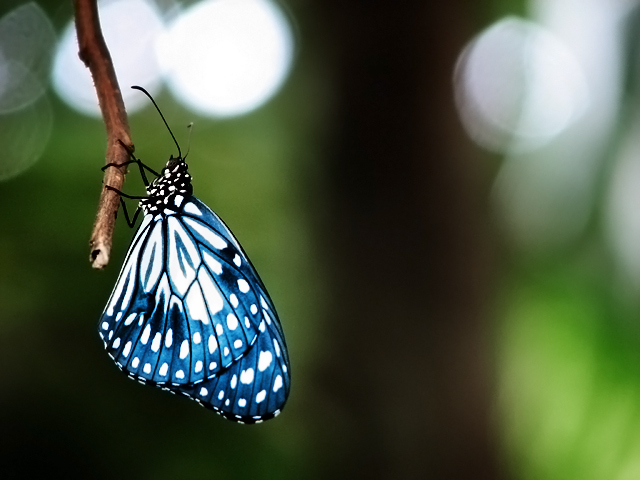 blue__by_sabreclaw - Preferatele mele