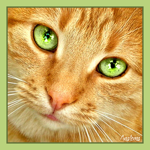 Green_by_AnatemaDevice - Preferatele mele