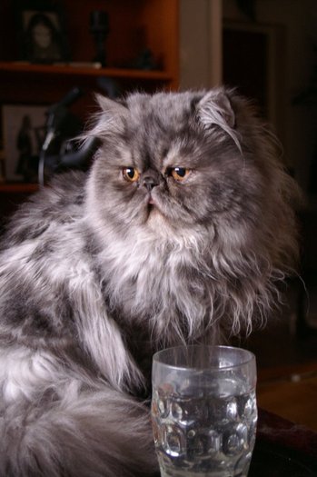 Zorax_the_cat_by_Angelofdark666 - Preferatele mele