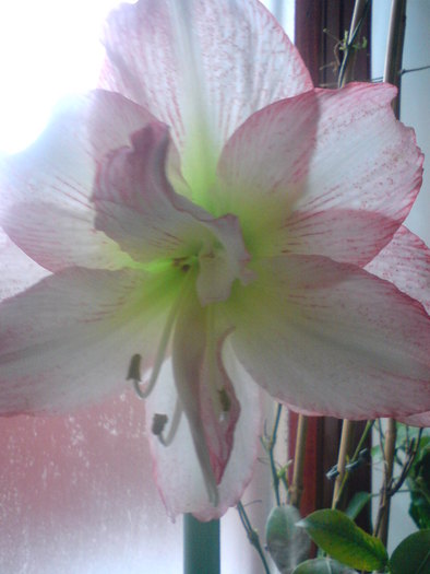 Exotic Peacock - Hippeastrum