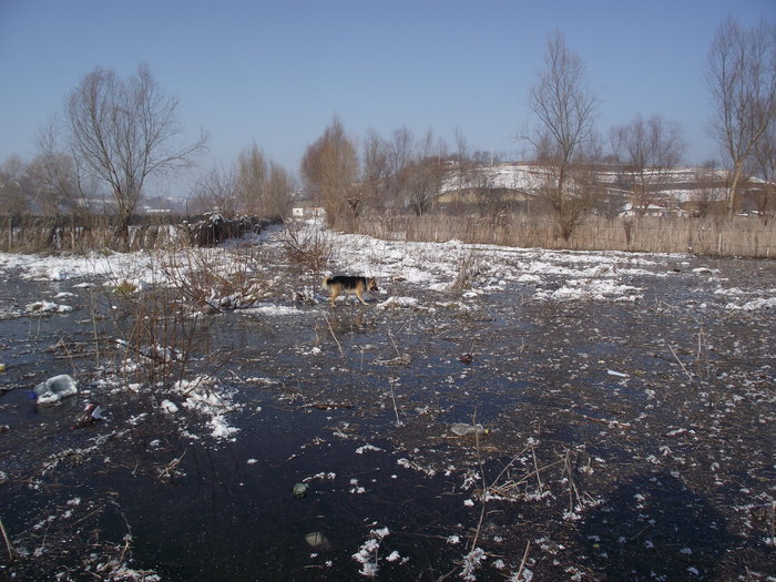 balta inghetata - somova delta dunarii foto