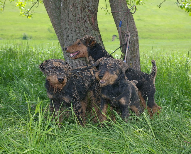 Bessy, Radar si Moha