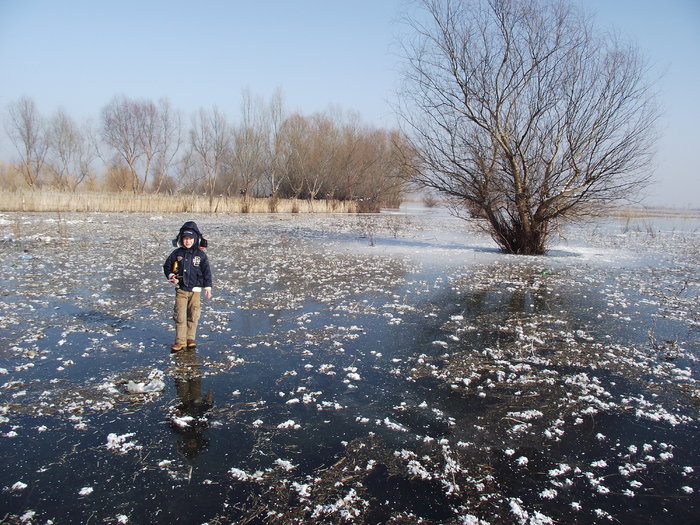 salcia in gheata - somova delta dunarii foto