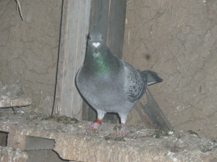 P1100789