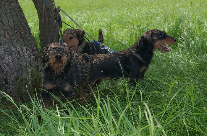 Bessy, Radar si Moha