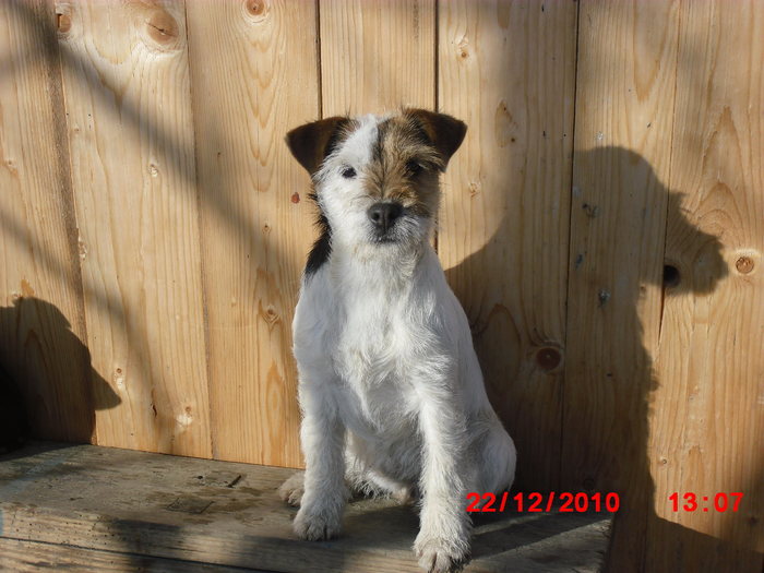 LIZA - Parson russell terrier