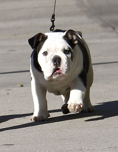 Joe+Jonas+Joe+Jonas+Walking+Dog+West+Hollywood+VXrIqqdOrfsl - Joe Jonas Walking His Dog In West Hollywood