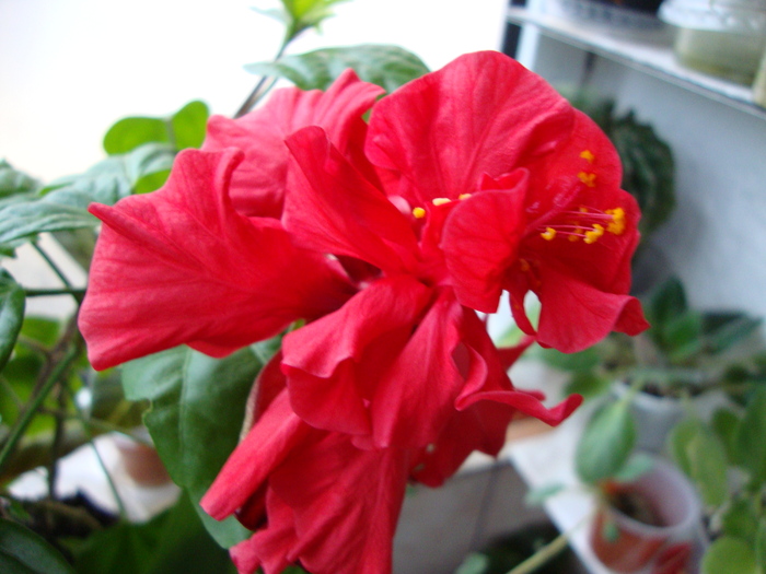 DSC01726 - 2010 hibiscus