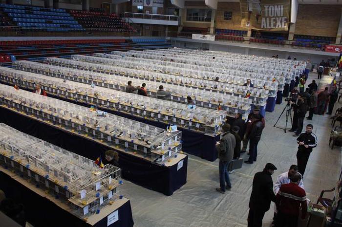 crisana_expozitie porumbei (57)