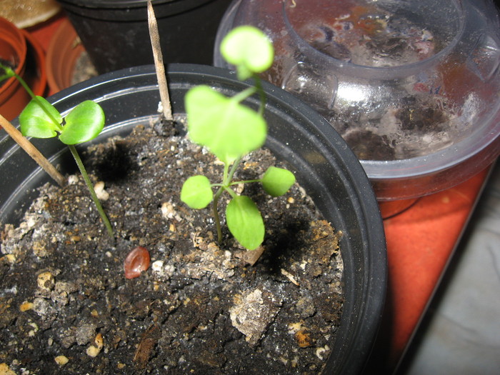 IMG_0518 - aristolochia gigantea