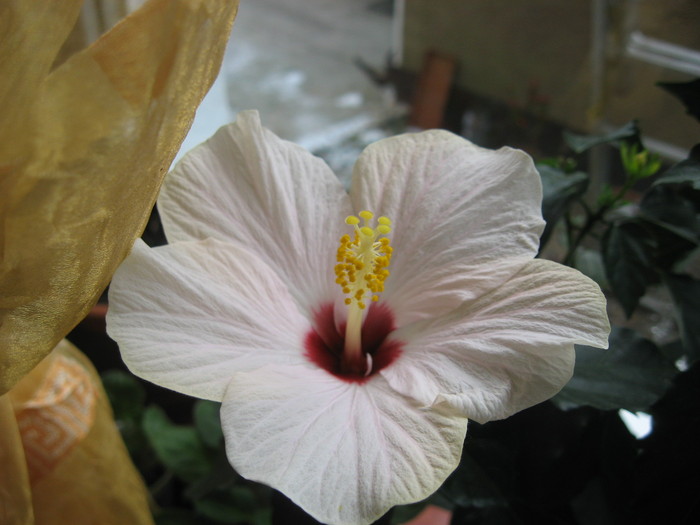 IMG_0526 - hibiscus