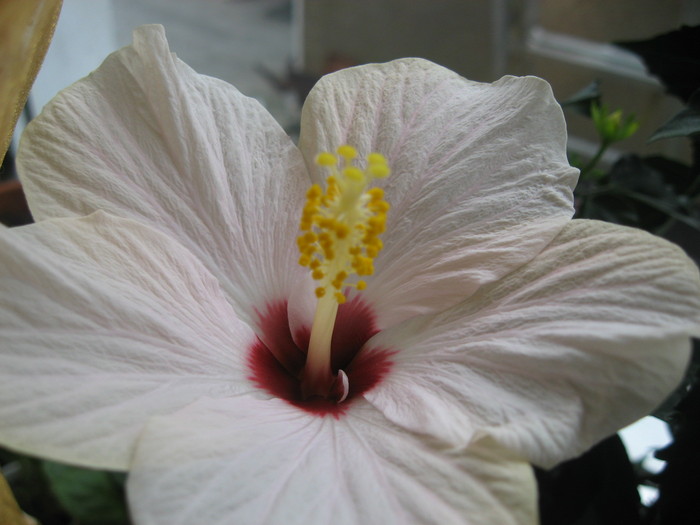 IMG_0527 - hibiscus