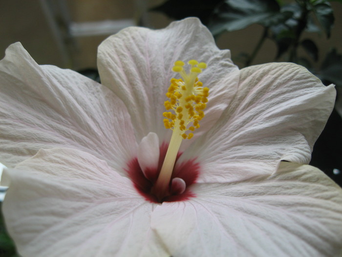 IMG_0529 - hibiscus