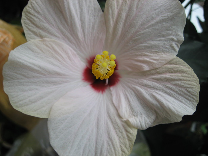 IMG_0530 - hibiscus